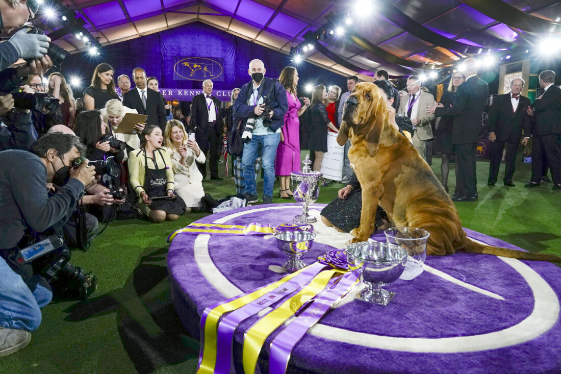 Sound off! Trumpet is 1st bloodhound to win Westminster show News